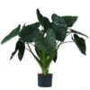 Pfeilblatt - Alocasia 'Wentii', Hydrokultur -Günstig Gartenbedarf 8425662 WE FS 001 AlocasiaWentii25 19H100