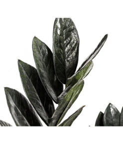 Glücksfeder - Zamioculcas Zamiifolia 'Black' -Günstig Gartenbedarf 8462442 PR DE 001 ZamioculcasZamiifoliaBlackT17DehnerExpressHerzig
