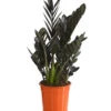 Glücksfeder - Zamioculcas Zamiifolia 'Black' 2 Glücksfeder - Zamioculcas Zamiifolia 'Black' -Günstig Gartenbedarf 8462442 PR FS 001 ZamioculcasZamiifoliaBlackT17DehnerExpressHerzig