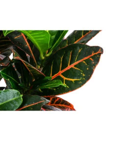 Wunderstrauch - Codiaeum Variegatum 'Petra', In Seegras-Korb -Günstig Gartenbedarf 8478711 WE DE 001 CodiaeumPetrainKorb