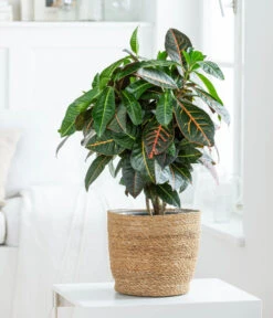 Wunderstrauch - Codiaeum Variegatum 'Petra', In Seegras-Korb -Günstig Gartenbedarf 8478711 WE MO 001 Codiaeum