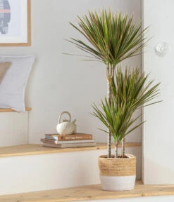 Drachenbaum - Dracaena Marginata 'Bicolor', In Seegras-Korb -Günstig Gartenbedarf 8478729 WE MO 001 DracaenaBicolorT21