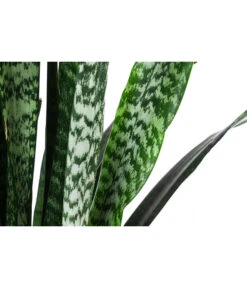 Bogenhanf - Sansevieria Zeylanica, Im Seegras-Korb -Günstig Gartenbedarf 8478737 WE DE 001 SansevieriaZeylanicaT21imKorbIgmar