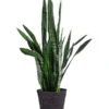 Bogenhanf - Sansevieria Zeylanica, Im Seegras-Korb -Günstig Gartenbedarf 8478737 WE FS 001 SansevieriaZeylanicaT21imKorbIgmar