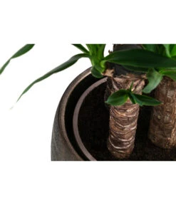 Yucca-Palme - Yucca Elephantipes, In Keramik -Günstig Gartenbedarf 8478745 WE DE 002 Yucca3erT21inKeramikMatheaGold