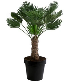 Bestseller 9 Wagners Hanfpalme, Ca. 110-130 Cm