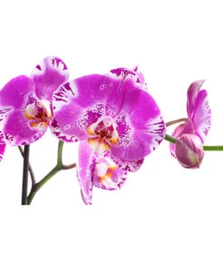 Schmetterlingsorchidee - Phalaenopsis Cultivars 'Victorio' -Günstig Gartenbedarf 8503724 WE DE 001 PhalaenopsisVictorioZweitriebigMixT15