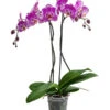 Schmetterlingsorchidee - Phalaenopsis Cultivars 'Victorio' -Günstig Gartenbedarf 8503724 WE FS 001 PhalaenopsisVictorioZweitriebigMixT15