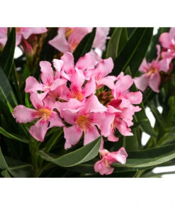 Oleander -Günstig Gartenbedarf 8503831 WE DE 001 NeriumOleanderBuschRosaT22