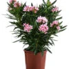 Oleander -Günstig Gartenbedarf 8503831 WE FS 001 NeriumOleanderBuschRosaT22