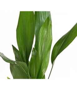Schusterpalme - Aspidistra Elatior -Günstig Gartenbedarf 8504326 PR DE 001 SchusterpalmeAspidistraElatiorT17DehnerExpressHerzig