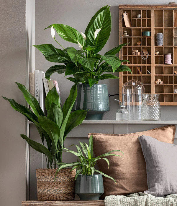 Dehner Keramik-Übertopf Elsa, Bauchig, Türkis 7 Dehner Keramik-Übertopf Elsa, Bauchig, Türkis - Image 5