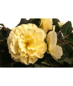 Hängebegonie 'Champagner' -Günstig Gartenbedarf 8504383 WE DE 001 HaengebegonieChampagnerT23