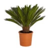 Sagopalmfarn - Cycas Revoluta 2 Sagopalmfarn - Cycas Revoluta -Günstig Gartenbedarf 8509366 PR FS 001 CycasRevolutaDehnerExpressZS