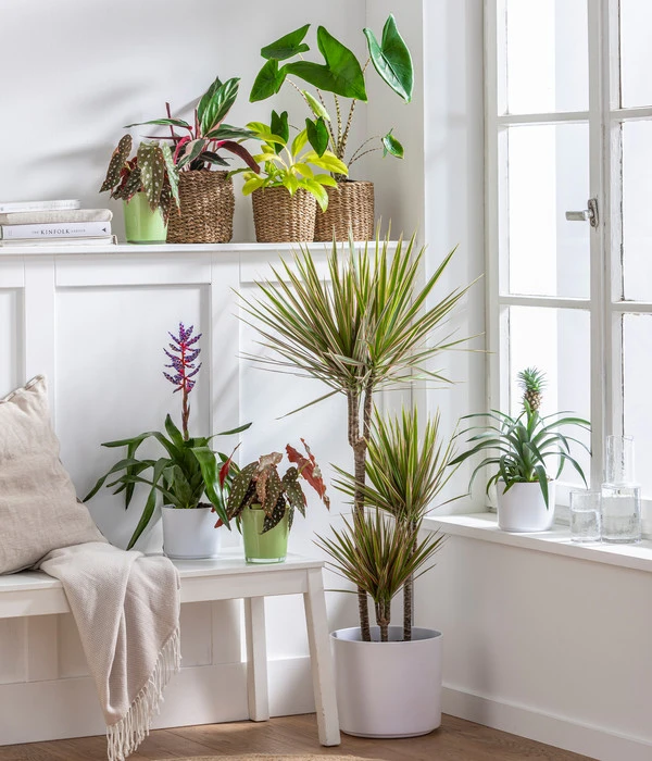 Drachenbaum - Dracaena Marginata 'Bicolor' - Image 2