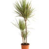 Drachenbaum - Dracaena Marginata 'Bicolor' -Günstig Gartenbedarf 8510406 WE FS 001 DrachenbaumDracaenaMarginataBicolor3erTuffT21