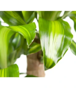 Drachenbaum - Dracaena Fragrans 'Massangeana' -Günstig Gartenbedarf 8511214 BildD 001 DrachenbaumMassangeanaDracaenaMassangeana3T