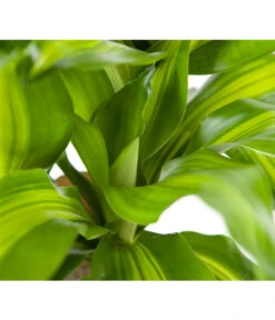 Drachenbaum - Dracaena Fragrans 'Massangeana' -Günstig Gartenbedarf 8511214 BildD 002 DrachenbaumMassangeanaDracaenaMassangeana3T