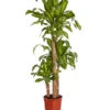 Drachenbaum - Dracaena Fragrans 'Massangeana' 1 Drachenbaum - Dracaena Fragrans 'Massangeana' -Günstig Gartenbedarf 8511214 PR FS 001 DracaenaFragansMassangeana3erTuffT24DehnerExpressZS