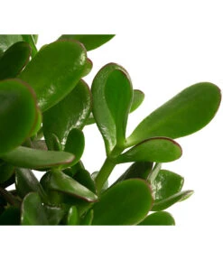 Dickblatt - Crassula Cultivars, Verschiedene Sorten -Günstig Gartenbedarf 8517757 WE DE 002 CrassulaMixT23