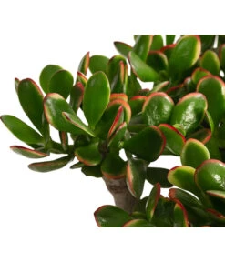 Dickblatt - Crassula Cultivars, Verschiedene Sorten -Günstig Gartenbedarf 8517757 WE DE 003 CrassulaMixT23