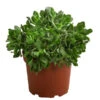 Dickblatt - Crassula Cultivars, Verschiedene Sorten -Günstig Gartenbedarf 8517757 WE FS 001 CrassulaMixT23