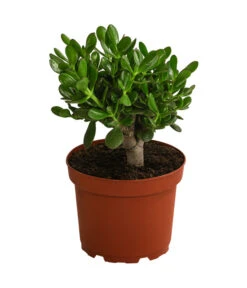 Dickblatt - Crassula Cultivars, Verschiedene Sorten -Günstig Gartenbedarf 8517757 WE FS 002 CrassulaMixT23