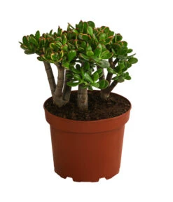 Dickblatt - Crassula Cultivars, Verschiedene Sorten -Günstig Gartenbedarf 8517757 WE FS 003 CrassulaMixT23