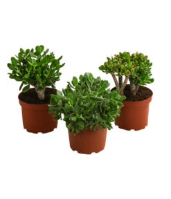 Dickblatt - Crassula Cultivars, Verschiedene Sorten -Günstig Gartenbedarf 8517757 WE FS 004 CrassulaMixT23