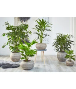 Steckenpalme - Rhapis Excelsa 7 Steckenpalme - Rhapis Excelsa -Günstig Gartenbedarf 8525271 WE MO 001 8588345 8641359 8255853 8239733 RhapisLivistonaKentiaHoweaCaryotaPalmenUveSauer