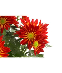 Chrysantheme 'Cirus' -Günstig Gartenbedarf 8582678 PR DE 001 ChrysanthCirusDehnerExpressHerzig