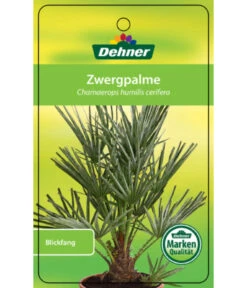 Blaue Zwergpalme -Günstig Gartenbedarf 8584401 Chamaeropshumiliscerifera 15112016 1