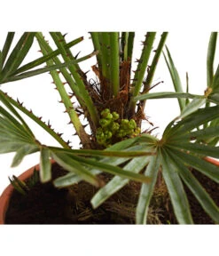 Blaue Zwergpalme -Günstig Gartenbedarf 8584401 WE DE 01 ChamaeropsHumillisCeriferaT18DehnerExpressHerzig