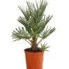 Blaue Zwergpalme -Günstig Gartenbedarf 8584401 WE FS 001 ChamaeropsHumillisOWCeriferaT18DehnerExpressHerzig