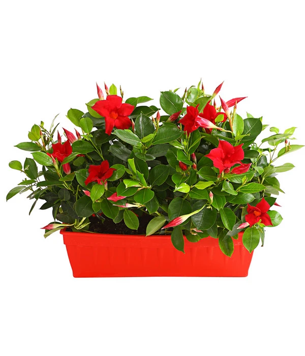 Dipladenie, Im Kasten 3 Dipladenie, Im Kasten