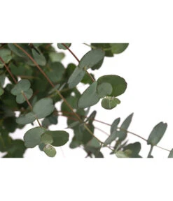 Eukalyptus, Stämmchen -Günstig Gartenbedarf 8586133 WE DE 001 EucalyptusGuniiStammT17DehnerExpressHerzig