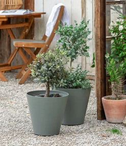 Eukalyptus, Stämmchen -Günstig Gartenbedarf 8586133 WE MO 001 Eukalyptus