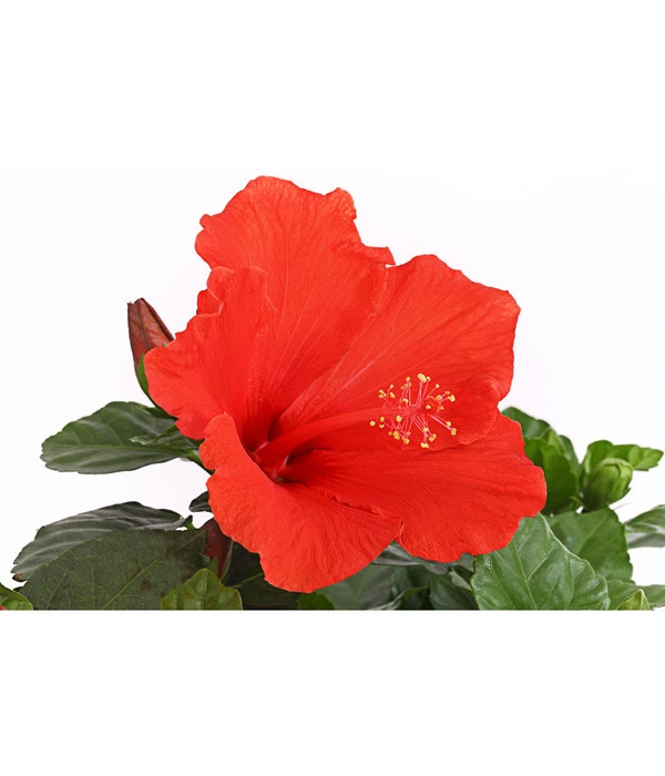 Zimmerhibiskus - Hibiscus Rosa-sinensis, Stämmchen, Verschiedene Sorten 10 Zimmerhibiskus - Hibiscus Rosa-sinensis, Stämmchen, Verschiedene Sorten - Image 8