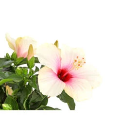 Zimmerhibiskus - Hibiscus Rosa-sinensis, Stämmchen, Verschiedene Sorten 20 Zimmerhibiskus - Hibiscus Rosa-sinensis, Stämmchen, Verschiedene Sorten -Günstig Gartenbedarf 8587347 PR DE 003 HibiscusStammMixT17DehnerExpressHerzig