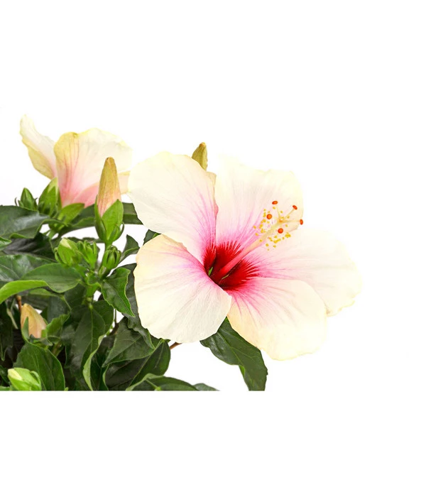 Zimmerhibiskus - Hibiscus Rosa-sinensis, Stämmchen, Verschiedene Sorten 11 Zimmerhibiskus - Hibiscus Rosa-sinensis, Stämmchen, Verschiedene Sorten - Image 9