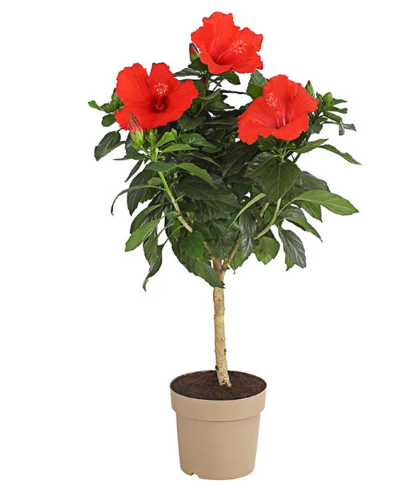 Zimmerhibiskus - Hibiscus Rosa-sinensis, Stämmchen, Verschiedene Sorten 4 Zimmerhibiskus - Hibiscus Rosa-sinensis, Stämmchen, Verschiedene Sorten - Image 2