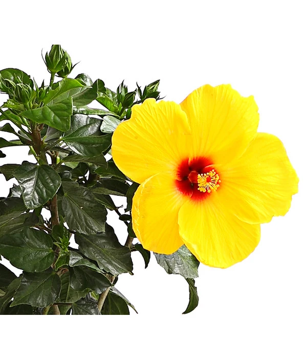 Zimmerhibiskus - Hibiscus Rosa-sinensis, Stämmchen, Verschiedene Sorten 12 Zimmerhibiskus - Hibiscus Rosa-sinensis, Stämmchen, Verschiedene Sorten - Image 10