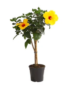 Zimmerhibiskus - Hibiscus Rosa-sinensis, Stämmchen, Verschiedene Sorten 15 Zimmerhibiskus - Hibiscus Rosa-sinensis, Stämmchen, Verschiedene Sorten -Günstig Gartenbedarf 8587347 WE FS 002 HibiskusHibiscusStammMixT17OWDehnerExpressHerzig