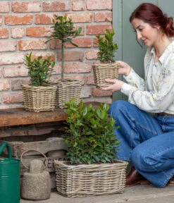 Echter Lorbeer, Stämmchen -Günstig Gartenbedarf 8589046 WE MO 001 Lorbeer