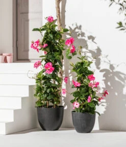 Dipladenie, Pyramide, Rosa -Günstig Gartenbedarf 8589871 WE MO 002 Dipladenie