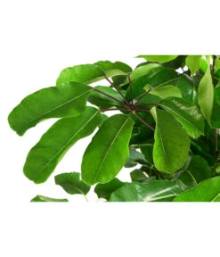 Queensland-Strahlenaralie - Schefflera Actinophylla 'Amate' -Günstig Gartenbedarf 8591257 WE DE 001 ScheffleraAmateTuffT30