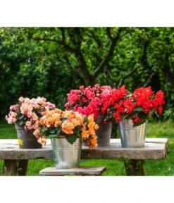 Elatior-Begonie - Begonia Elatior, Busch, Verschiedene Sorten -Günstig Gartenbedarf 8593600 8586703 8586695 WE MO 001 BegonieSolenia GC09 BestOf 2022 02