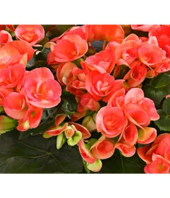 Elatior-Begonie - Begonia Elatior, Busch, Verschiedene Sorten -Günstig Gartenbedarf 8593600 WE DE 001 BegonieBegoniaElatiorKuebelT23DehnerExpressHerzig