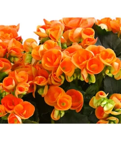 Elatior-Begonie - Begonia Elatior, Busch, Verschiedene Sorten -Günstig Gartenbedarf 8593600 WE DE 002 BegonieBegoniaElatiorKuebelT23DehnerExpressHerzig