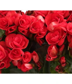 Elatior-Begonie - Begonia Elatior, Busch, Verschiedene Sorten -Günstig Gartenbedarf 8593600 WE DE 003 BegonieBegoniaElatiorKuebelT23DehnerExpressHerzig